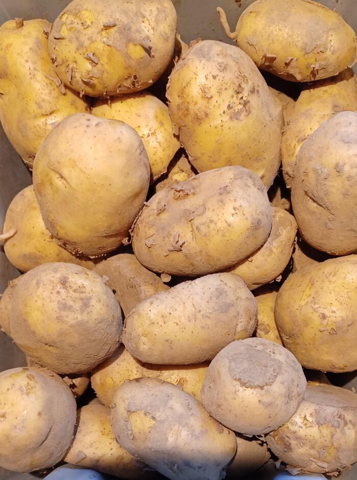 Pommes De Terre – Image 2